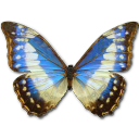 morphocypresscyanidesfemale icon