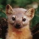 animal icon