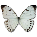 morpholunamale icon
