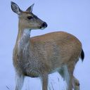 deer icon