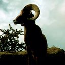 goat icon