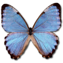 morphopartisthamyris icon