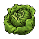 lettuce,fruit,vegetable,food icon