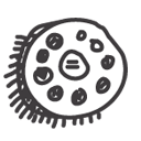 premiere icon