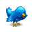 animal, bird, blue, twitter icon