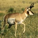 antelope icon