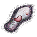 cell icon