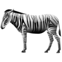 zebra icon