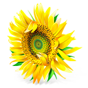 flower, plant, sunflower icon