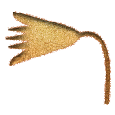 lotus,inserted icon