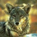 wolf icon