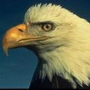 eagle icon