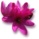 ixia icon