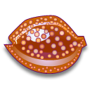 cypraea,cervus icon
