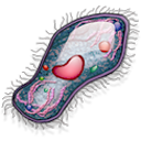 cell icon