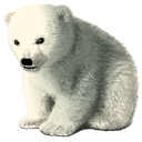 baby,polar,bear icon