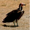 vulture icon