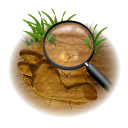 search,find,seek icon