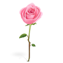 rose icon