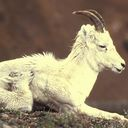 goat icon
