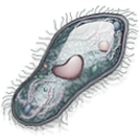 cell icon