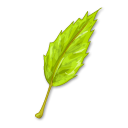 leaf icon