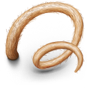 pig,tail icon