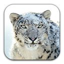 snow,leopard icon