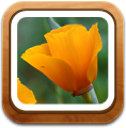 gallery icon