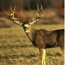 deer icon