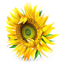 messenger,flower,plant icon