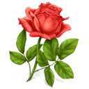 flower, plant, rose icon