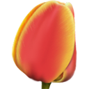 tulip icon