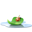 animal, insect, ladybird, leaf, pool, water icon
