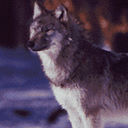 wolf icon