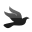 bird icon
