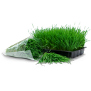 wheatgrass,tray,bag icon