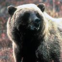 bear icon