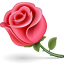 flower, lilly flower, nature, plant, rose icon