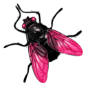 fly icon