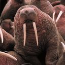 walrus icon
