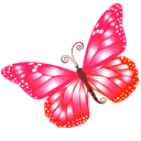 butterfly,pink icon