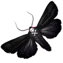 butterfly icon