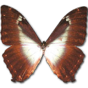 morphophanoblue icon