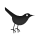 bird, twitter icon