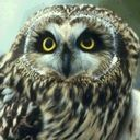 owl icon