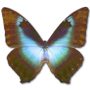 morphocissis icon