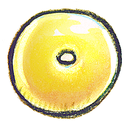 office, outlook icon