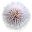 dandylion icon