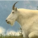 goat icon